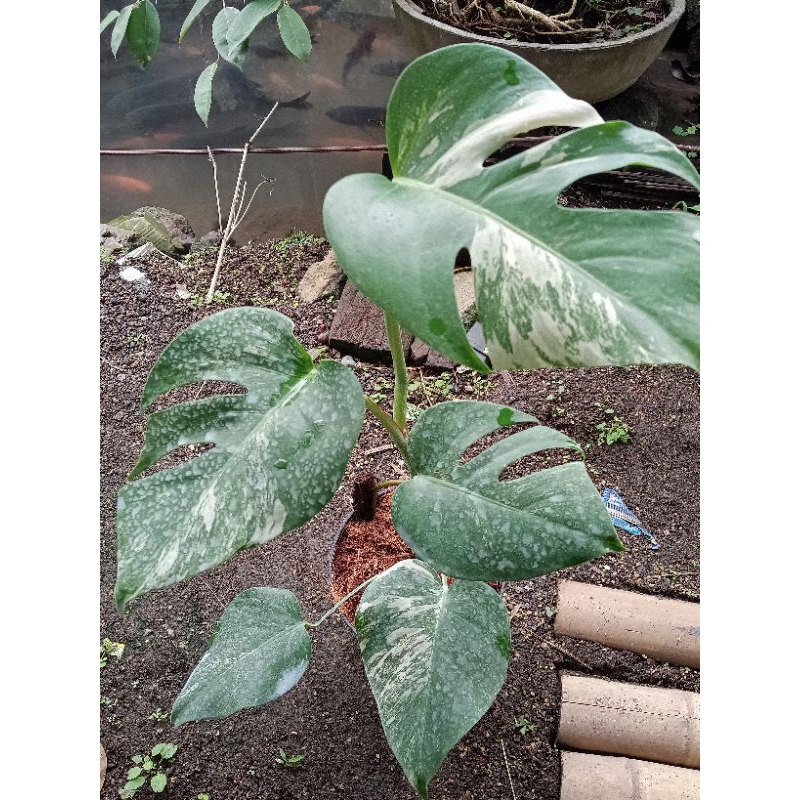 monstera varigata ekonomis - monstera variegata - foto real