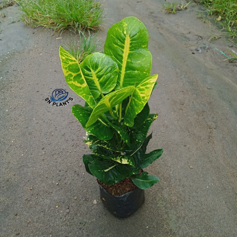 tanaman hias puring apel sritanjung.