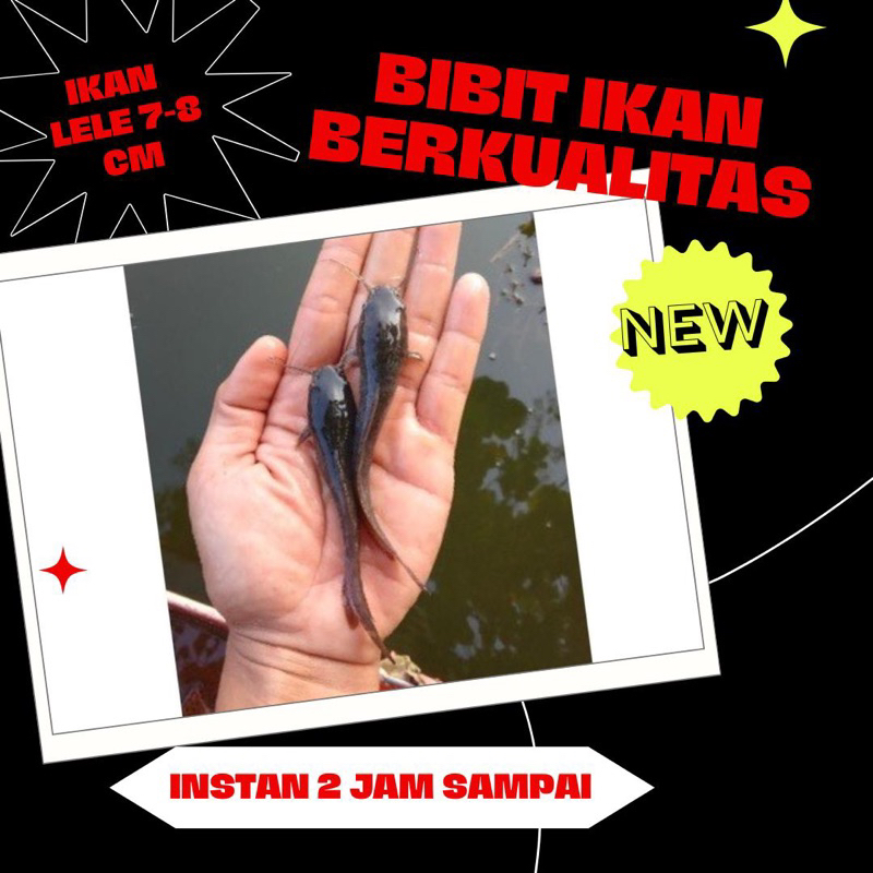 bibit ikan lele 7-8 cm