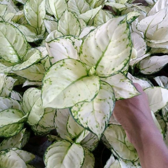 Aglonema Super White Tisu /Daun 8-9-10++