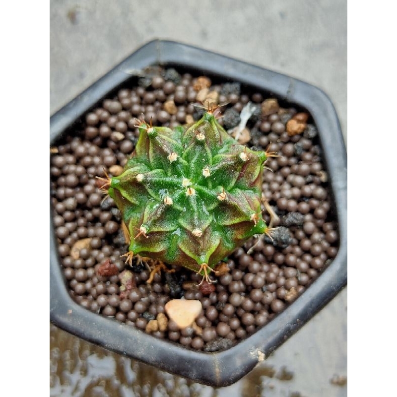 MIHA HYBRID SELECTED SEEDLING//KAKTUS//MIHA HYBRID//KAKTUS HIAS//KAKTUS MINI//GYMNOCALYCIUM//