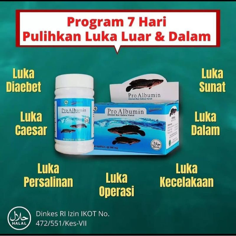 Pro Albumin | Kapsul Ikan Gabus | Kapsul Ikan Kutuk | Albumin | Obat Luka Pasca Oprasi