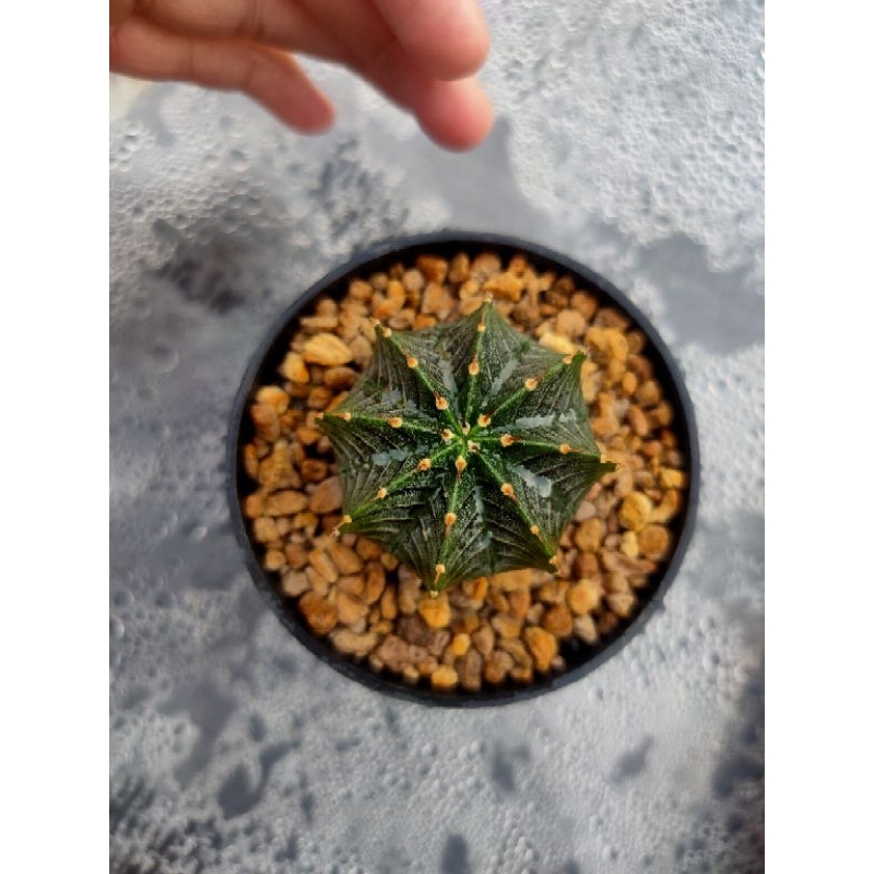 Kaktus Gymnocalycium-Gymno Vos 014a