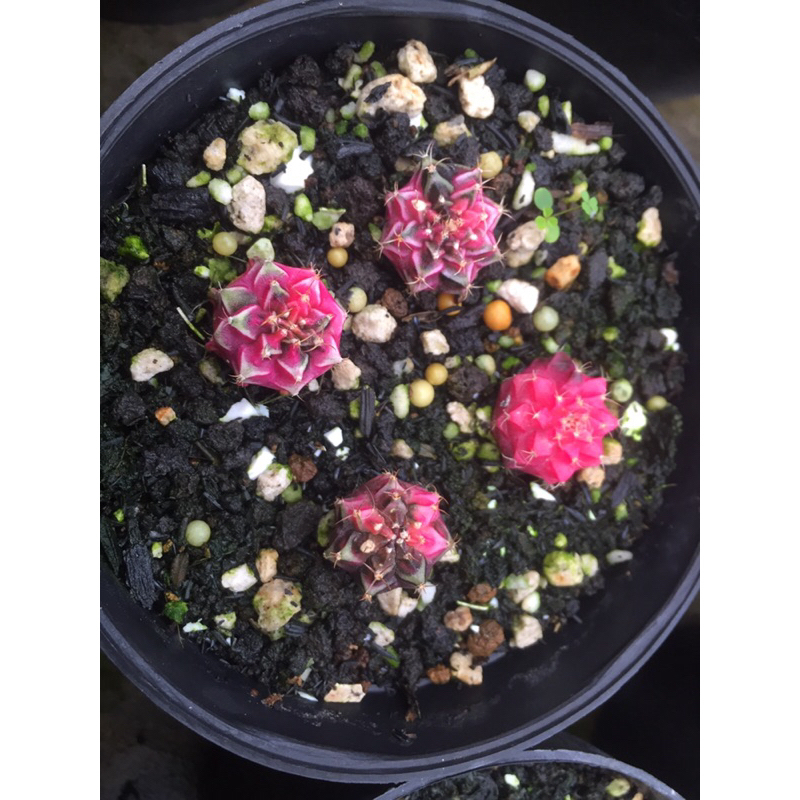 kaktus / cactus miha ukuran -+ 2cm