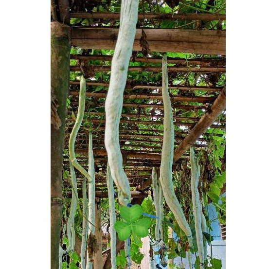 biji pare welut pare belut