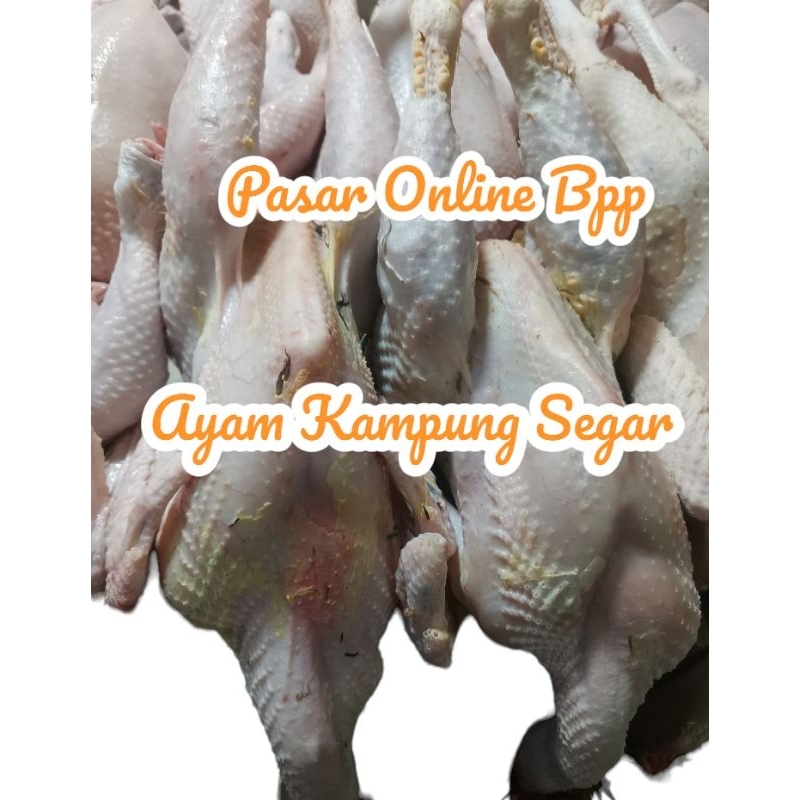 

AYAM KAMPUNG SEGAR( READY PAGI)