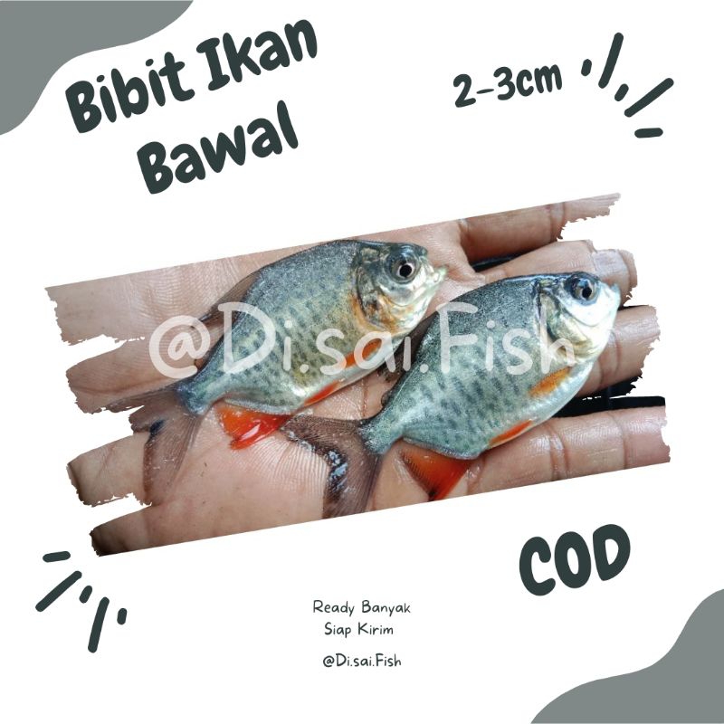 Bibit Bawal Air tawar size 2-3 cm isi 30 ekor bonus 5 Bawal Bibit | Bawal Segar | Bawal Hidup | Ikan