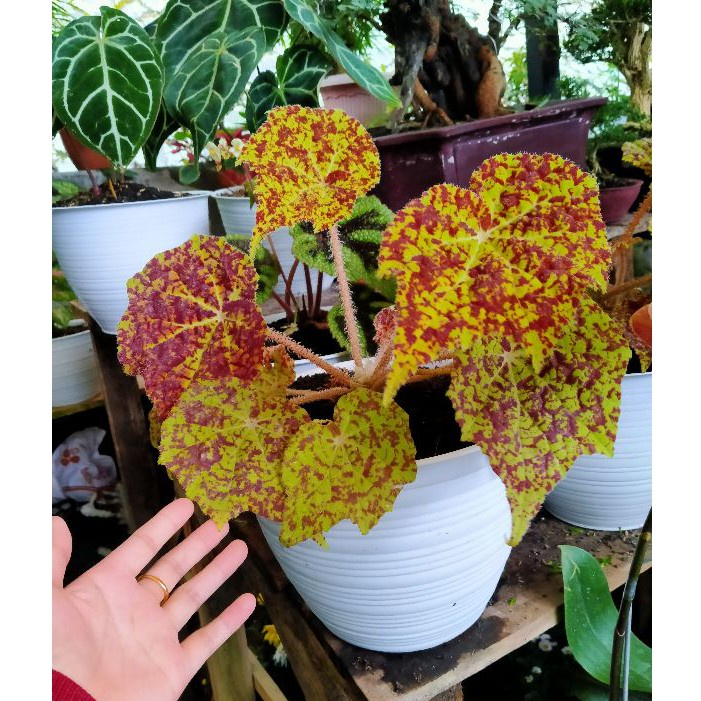 Tanaman Hias Begonia Marmaduke - Begonia Madu