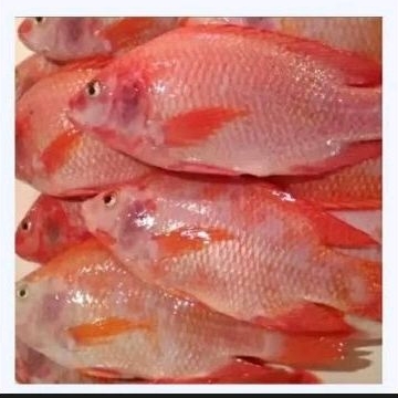 

Ikan Nila Merah Idup 1kg