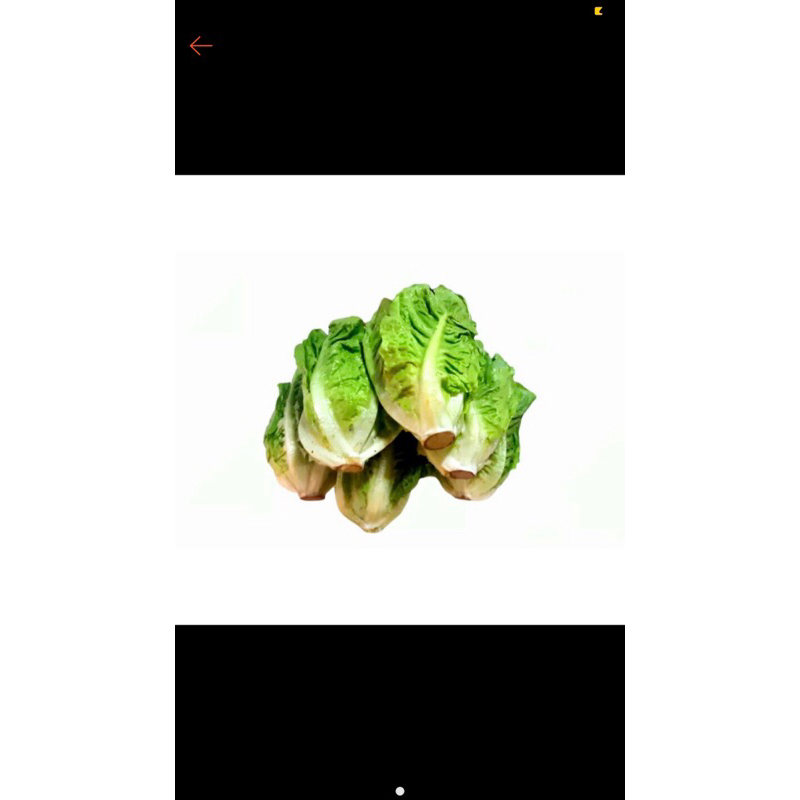 

ROMAINE 1 kg