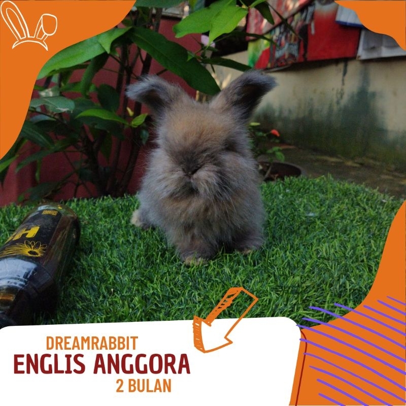 kelinci hias englis anggora warna tortois