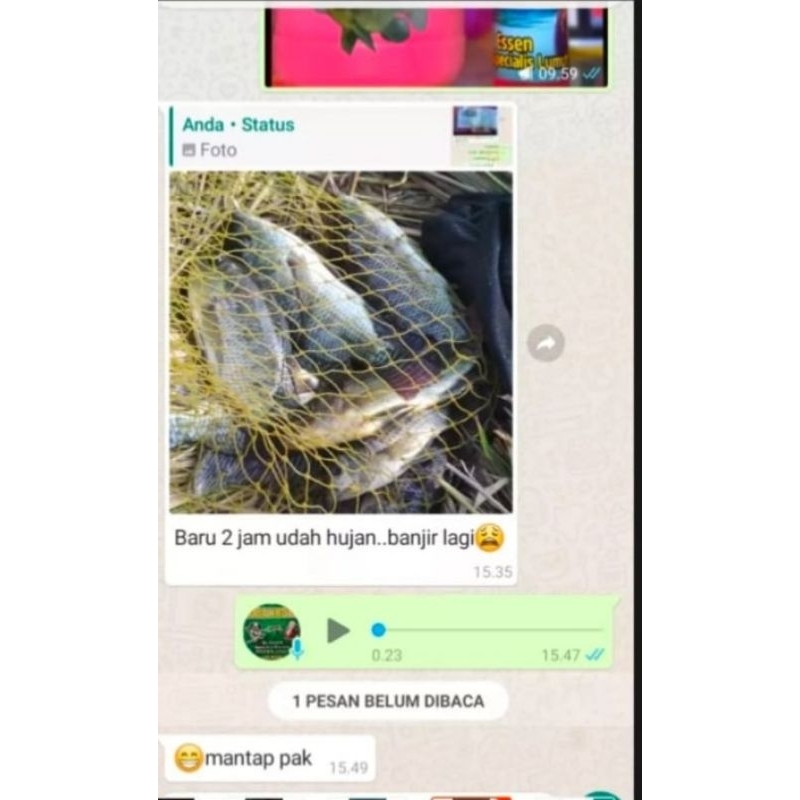 ESSEN IKAN NILA  SI JABRIG UMPAN