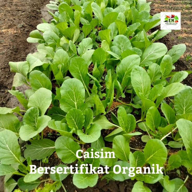 

1pc Sayur Caisim 100% Sertifikat Vegetable Murah Sehat Healthy Life Grosir Supermarket