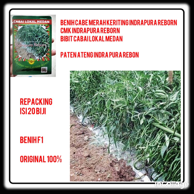 isi 20 Biji benih Cabe Lokal Medan Indrapura Batubara versi lama sebelum di upgrade menjadi PATEN