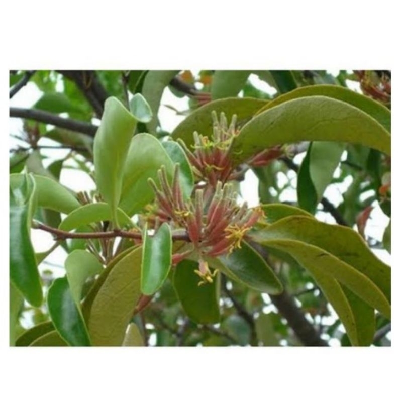 

Daun benalu segar pohon mangga,Obat herbal murah 1Kg