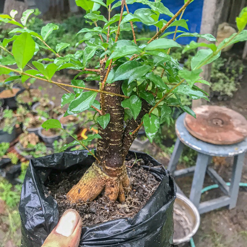 Bahan bonsai sakura mikro berbunga,bonggol besar sesuai foto