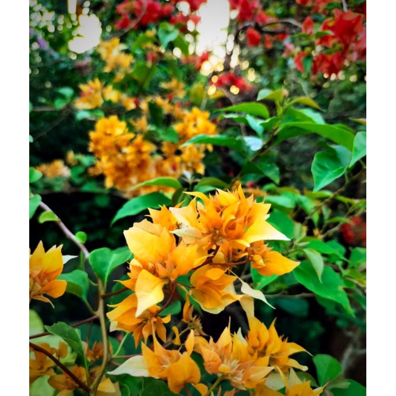 Stek Batang Bougenville Import Ausy Gold