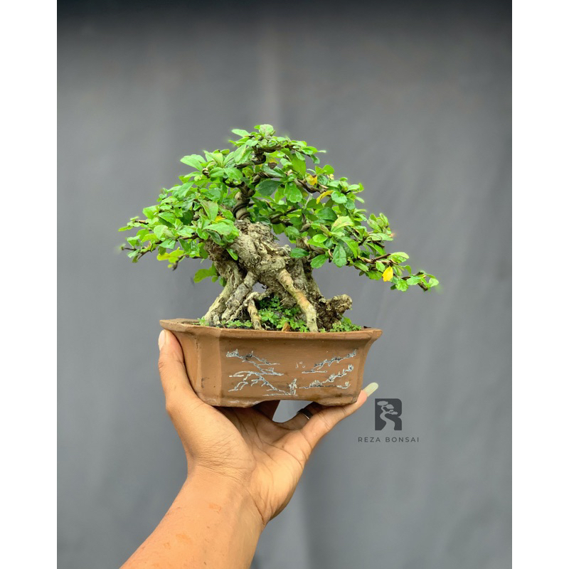 bonsai hokiantea lokal