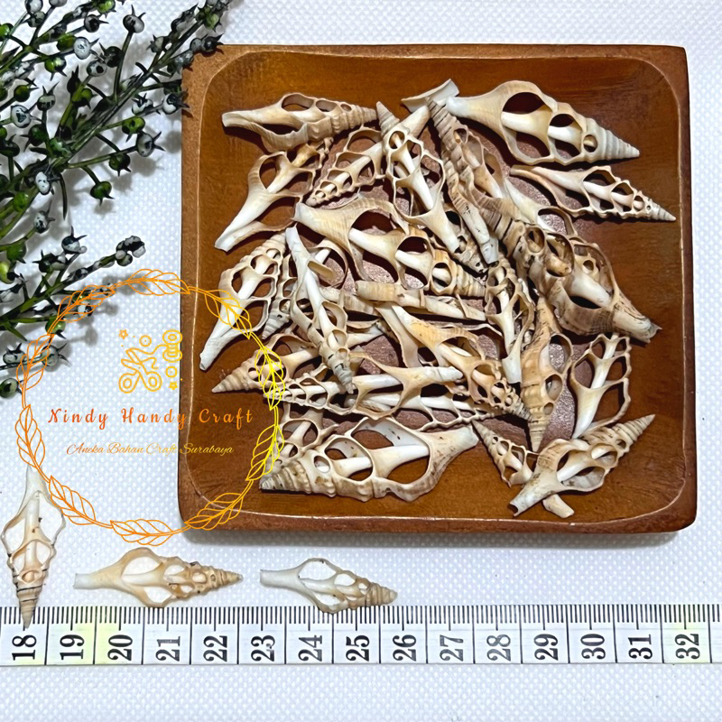 -+20pcs Cangkang Kerang Kupasan Cream - Kulit kerang craft