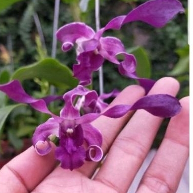 Anggrek Dendrobium blue spin