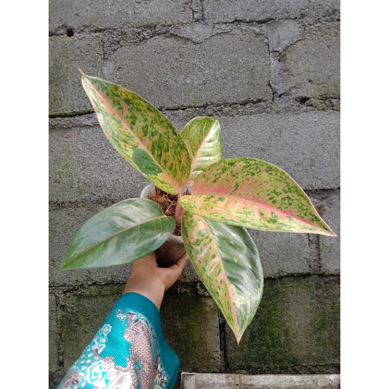 tanaman hias aglonema bigroy murah/ tanaman hias murah/ bigroy/ aglonema