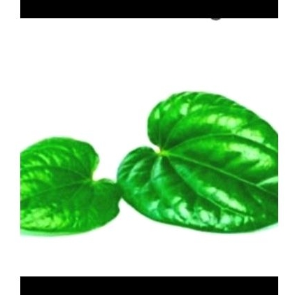 

10 lembar Daun sirih/daun sirih banyak khasiatnya