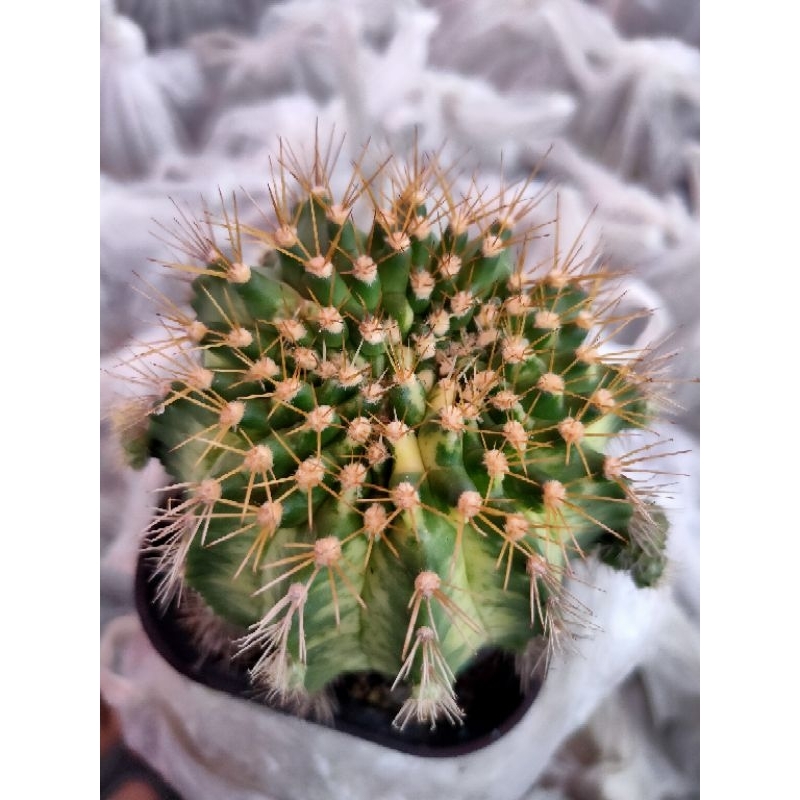 MARBLE DOUBLE HEAD SELECTED//KAKTUS//MIHANOVICHI//GYMNOCALYCIUM//KAKTUS HIAS//KAKTUS MINI//MIHA HYBR