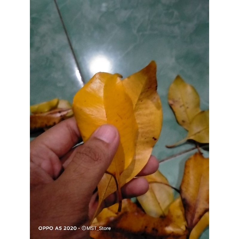 

daun cengkeh setengah kering 100gr untuk obat herbal