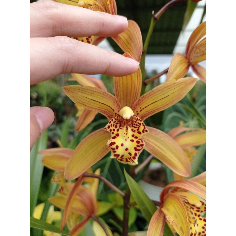 Cymbidium Chensruby Spike/Knop