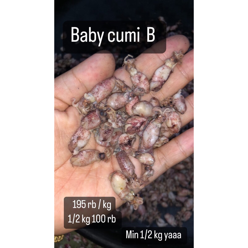 

baby cumi grade B 500gram