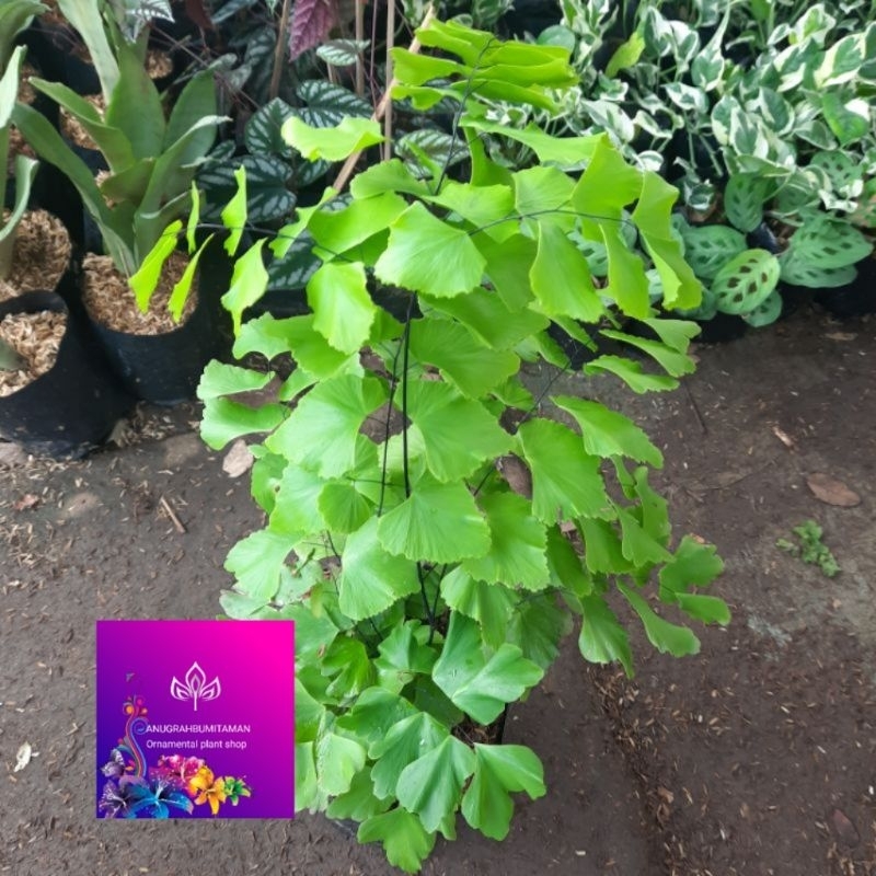 Tanaman ini suplir gajah daun besar