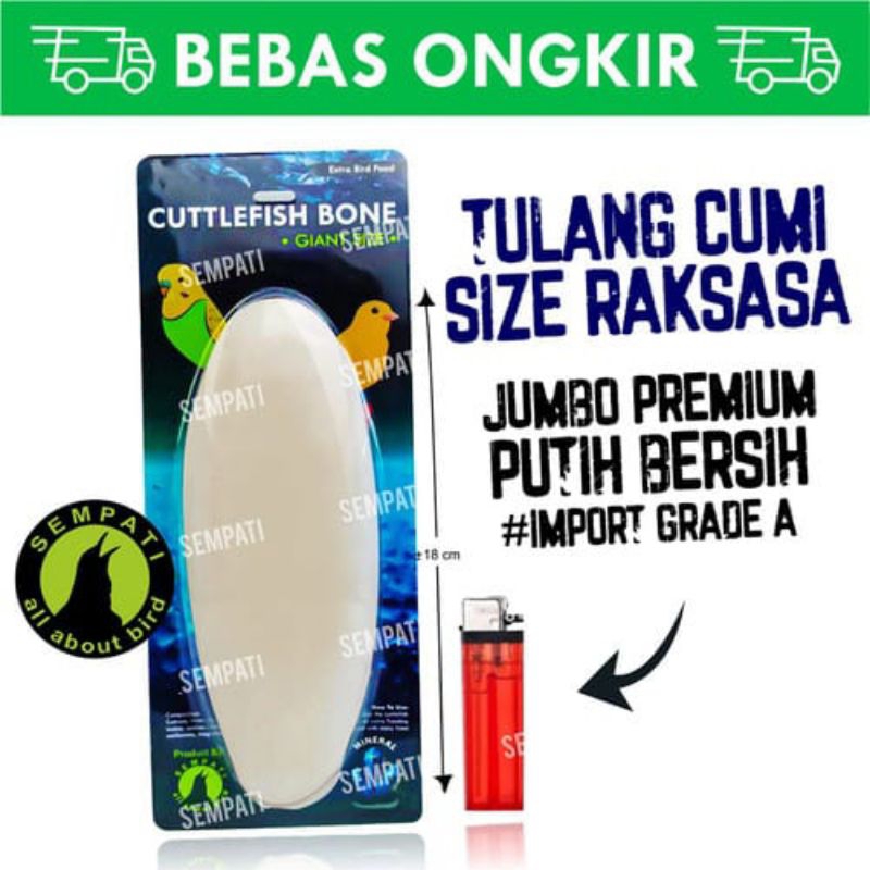 

CUTTLEFISH BONE TULANG SOTONG CANGKANG ASINAN CUMI SUPER JUMBO
