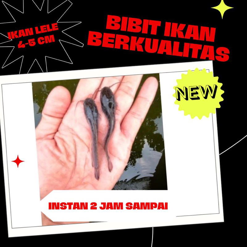 bibit ikan lele 4-5 cm