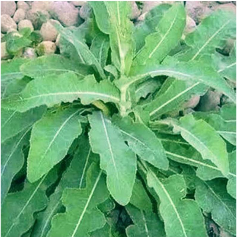 

Daun tempuyang organik untuk obat herbal