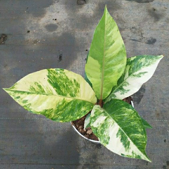 tanaman hias anthurium hukeri varigata, anthurium hokeri varigata