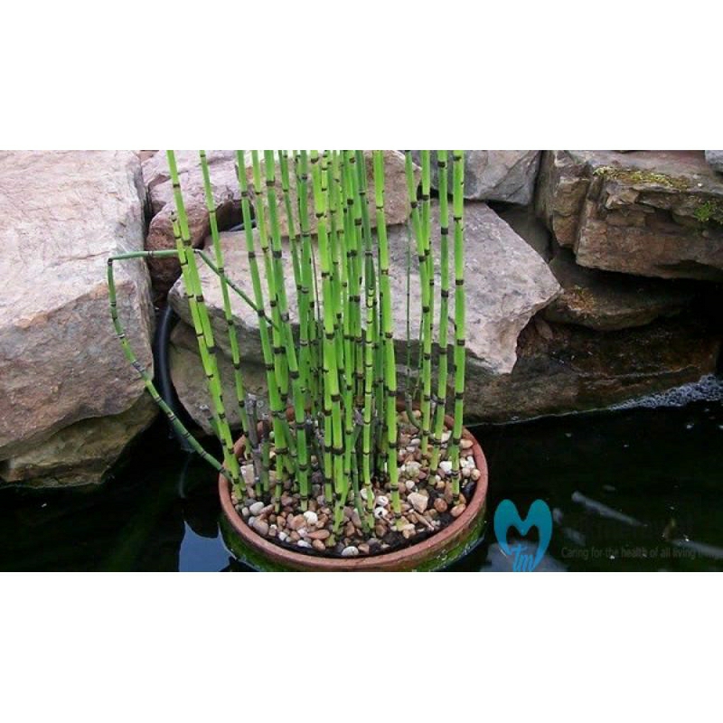 Tanaman hias hidup bambu air plus pot tawon Tanaman hias bambu air sudah termasuk pot