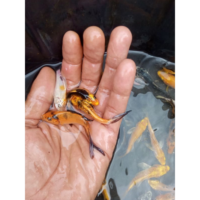 Koi metalik slayer paketan