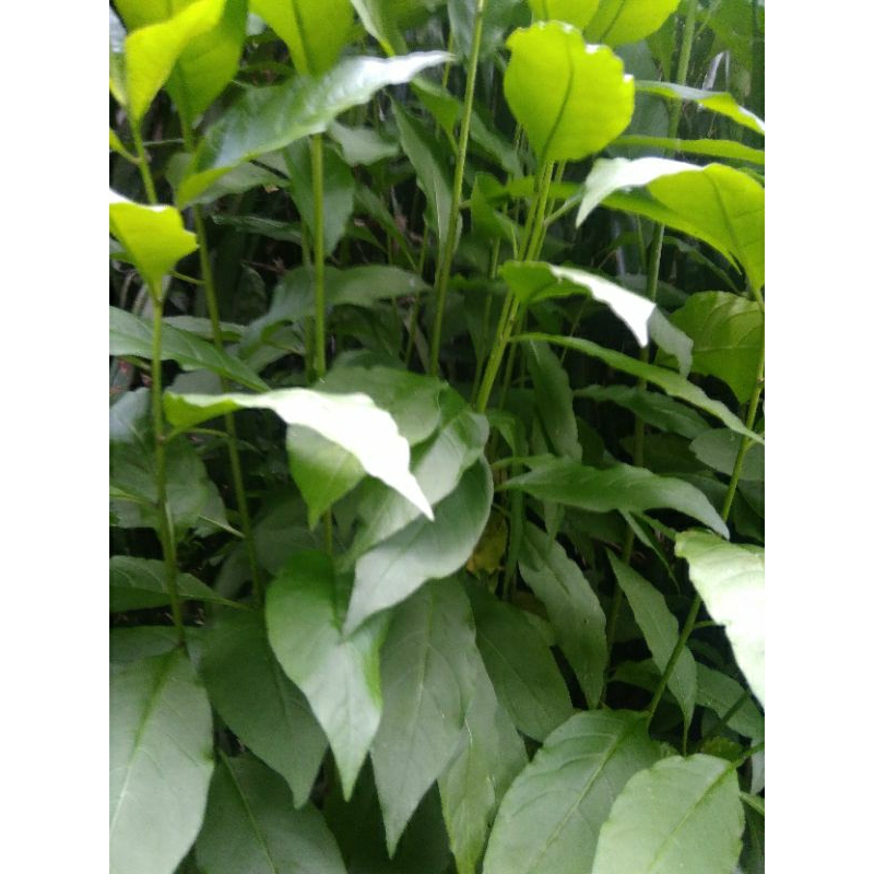 

Daun afrika segar1kg/sambung nyawa