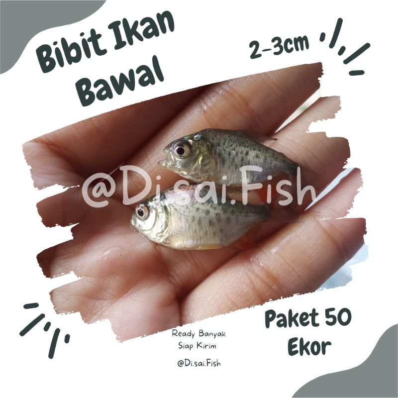 Paket 50 Bibit Bawal Air tawar size 2-3 cm  Bawal Bibit | Bawal Segar | Bawal Hidup |  Ikan Air Tawa