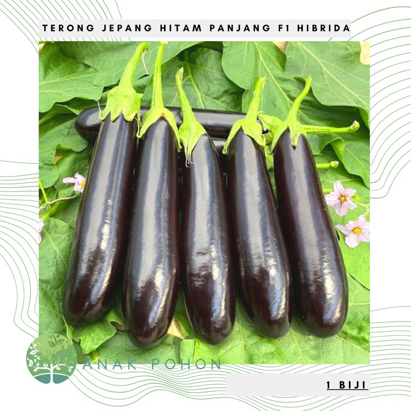 Benih Bibit Biji - Terong Jepang Hitam Panjang F1 Hibrida Seeds - IMPORT