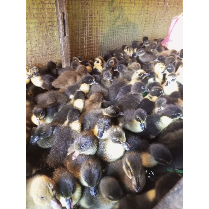 BIBIT BEBEK HIBRIDA PILIHAN - BEBEK PEDAGING - DOD HIBRIDA (GARANSI PERJALANAN)