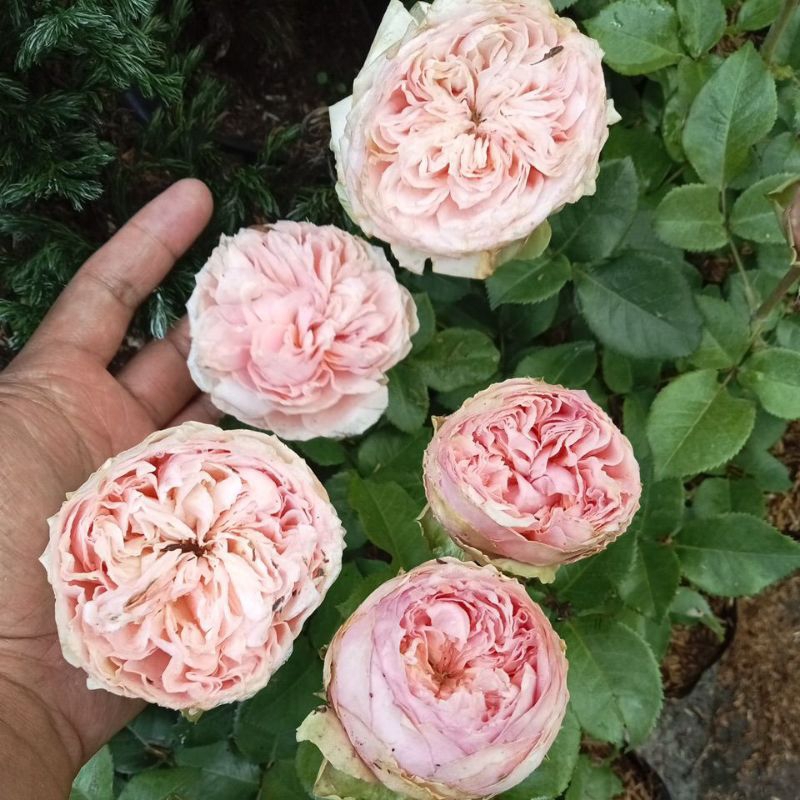 Bunga Mawar Impor Hidup Berbunga