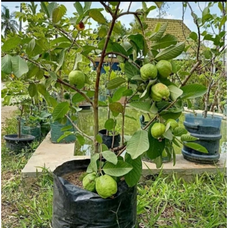 bibit buah jambu kristal sudah berbuah