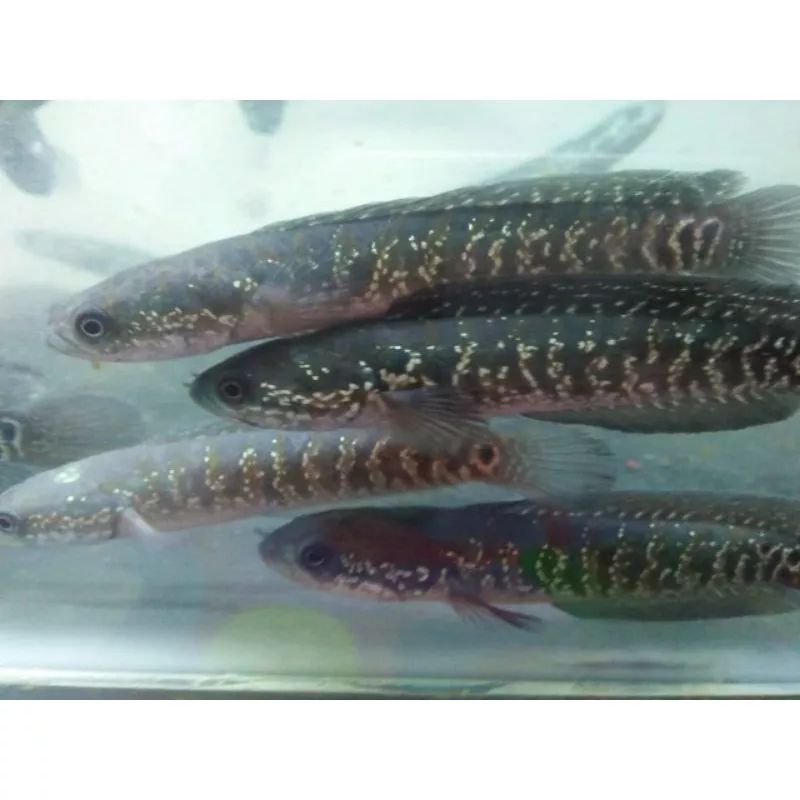 ikan cana asiatica calon gondrong