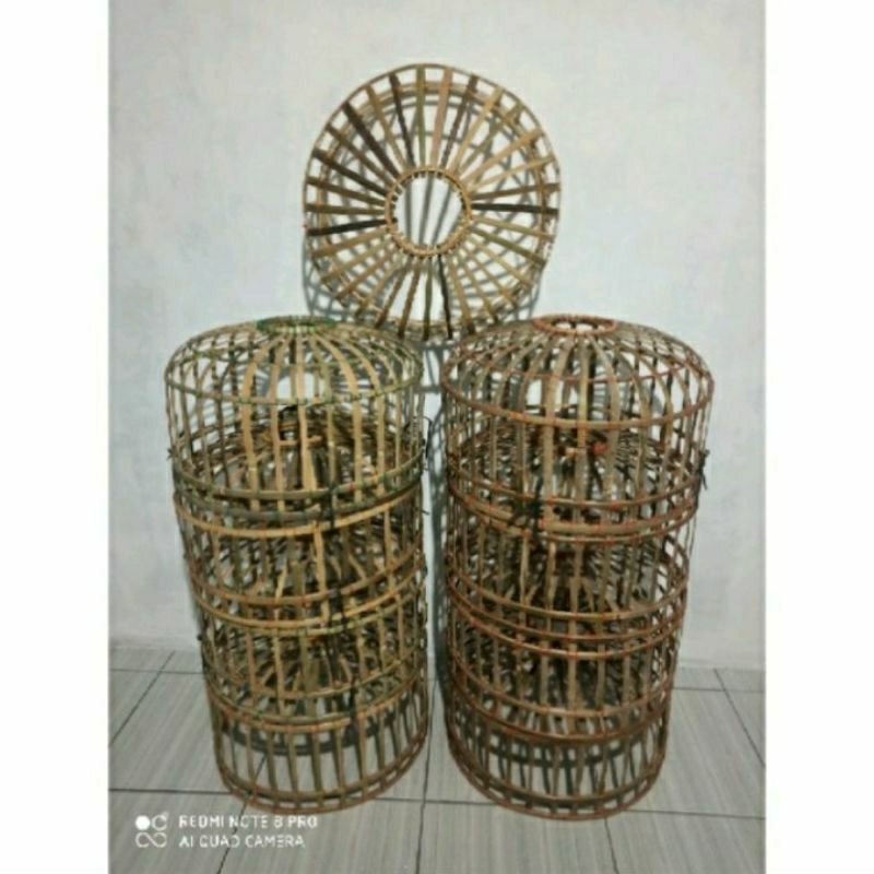 DONGDANG MERPATI BULAT  / KURUNGAN BURUNG MERPARI KECIL MURAH