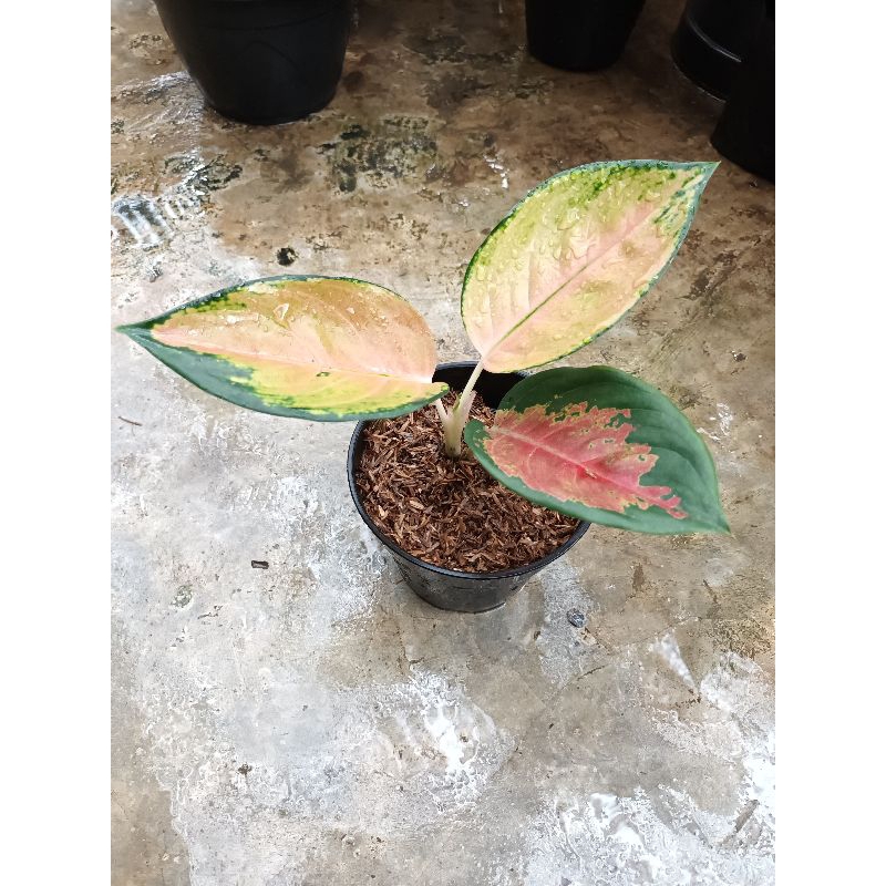 Aglaonema sultan brunei