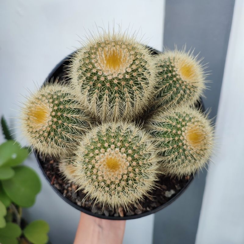 Notocactus Leninghausi Cluster | DP 18cm