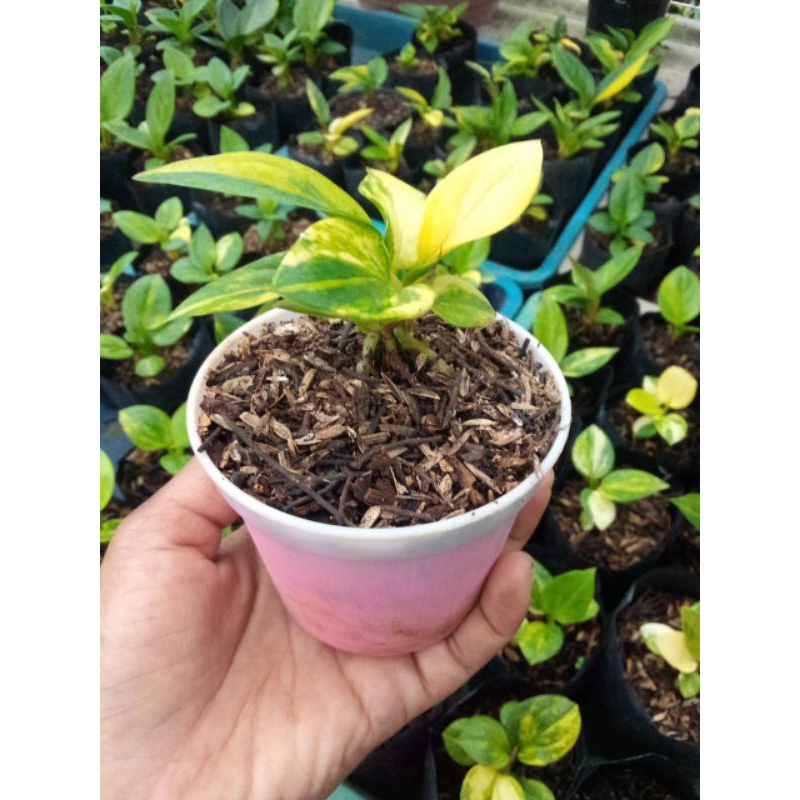 jemani tanduk varigata menor