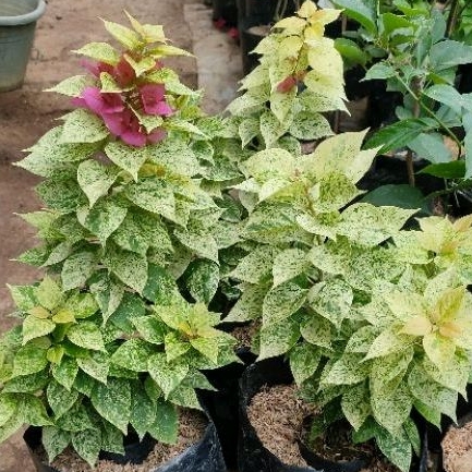 Bougenville Singapore Bugenvil Singapore Jewel 21 Ori