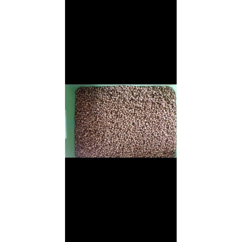 

green Bean peaberry ( biji kopi lanang robusta )